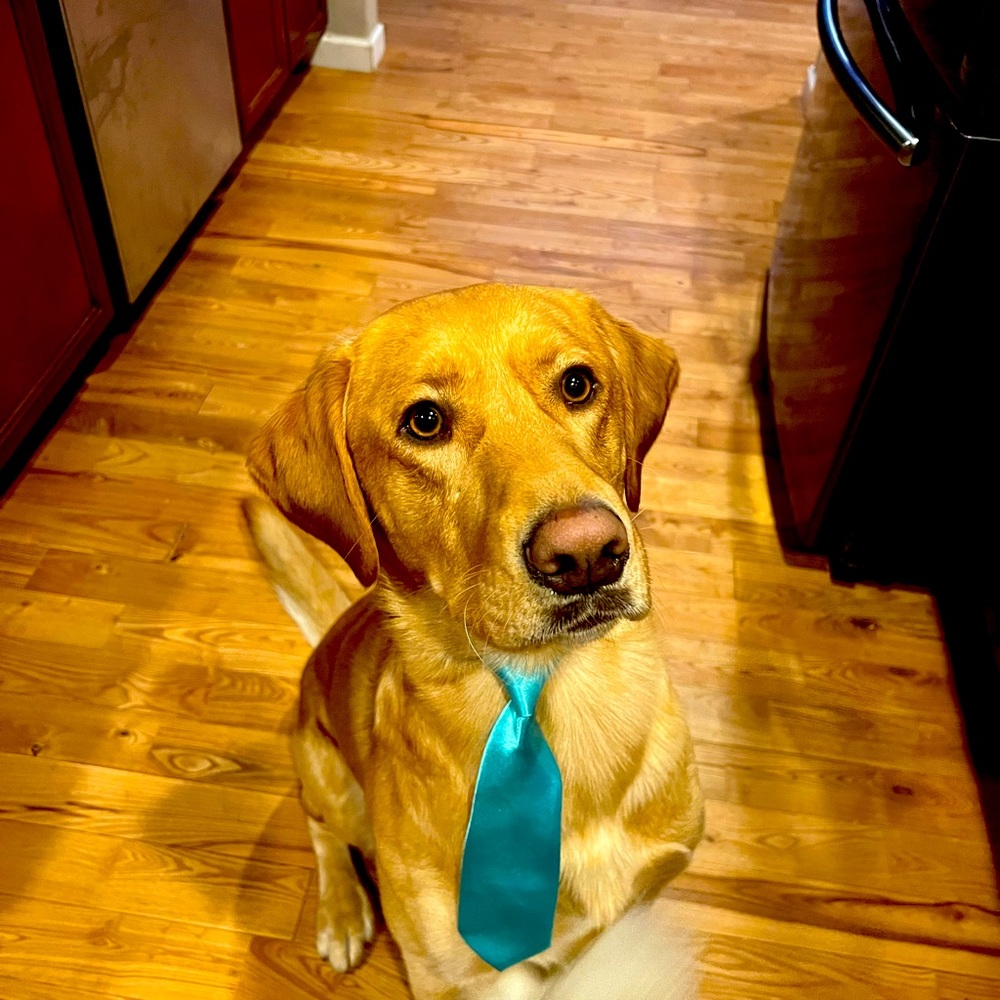 Ties for Dogs